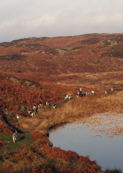 By Beacon Tarn by Betty Fold Gallery